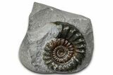 Jurassic Ammonite (Promicroceras) Fossil - Lyme Regis #357115-1